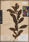Foto von Salix cinerea L.